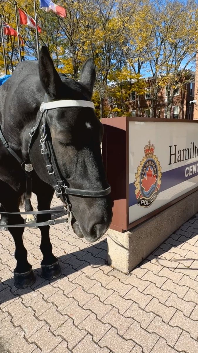 Ride’s ready, George. Go Toronto Blue Jays Go! #WANTITALL #WORLDSERIES #BLUEJAYS #HAMONT