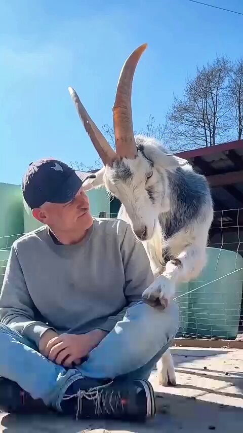 Y pensar que aún existe quien dice que los animales no tienen sentimientos…