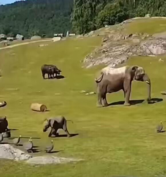 This baby elephant gets dizzy while playing with a group of ducks🥹