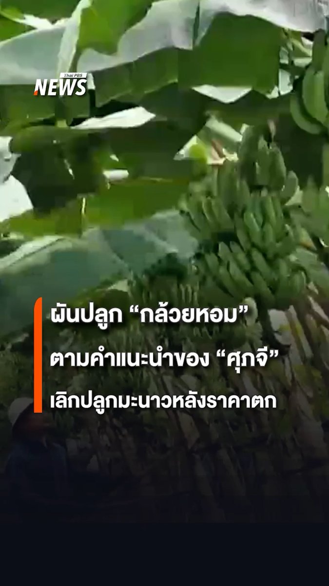 เกษตรกร จ.ราชบุรี ผันมาปลูก "กล้วยหอม" ตามคำแนะนำให้ปลูกกล้วยของ "ศุภจี" รัฐมนตรีว่าการกระทรวงพาณิชย์ กล้วยหอมถือเป็นทางเลือกหนึ่งที่น่าสนใจ หลังราคามะนาวตกต่อเนื่อง ทำให้เกษตรกรบางส่วนใน "ราชบุรี" เปลี่ยนจากปลูกมะนาวที่ทำมาหลายสิบปี มาปลูกกล้วยหอม #ราชบุรี #กล้วยหอม #ศุภจี #กระทรวงพาณิชย์ #มะนาว #สวน #กล้วยหอมทอง #ญี่ปุ่น #ส่งออก #ข่าววันนี้ #ข่าวไทยพีบีเอส #ข่าวที่คุณวางใจ #ThaiPBSnews