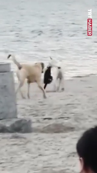 İstanbul'da başıboş sokak köpeği, bir kadının çantasını kapıp kaçtı.