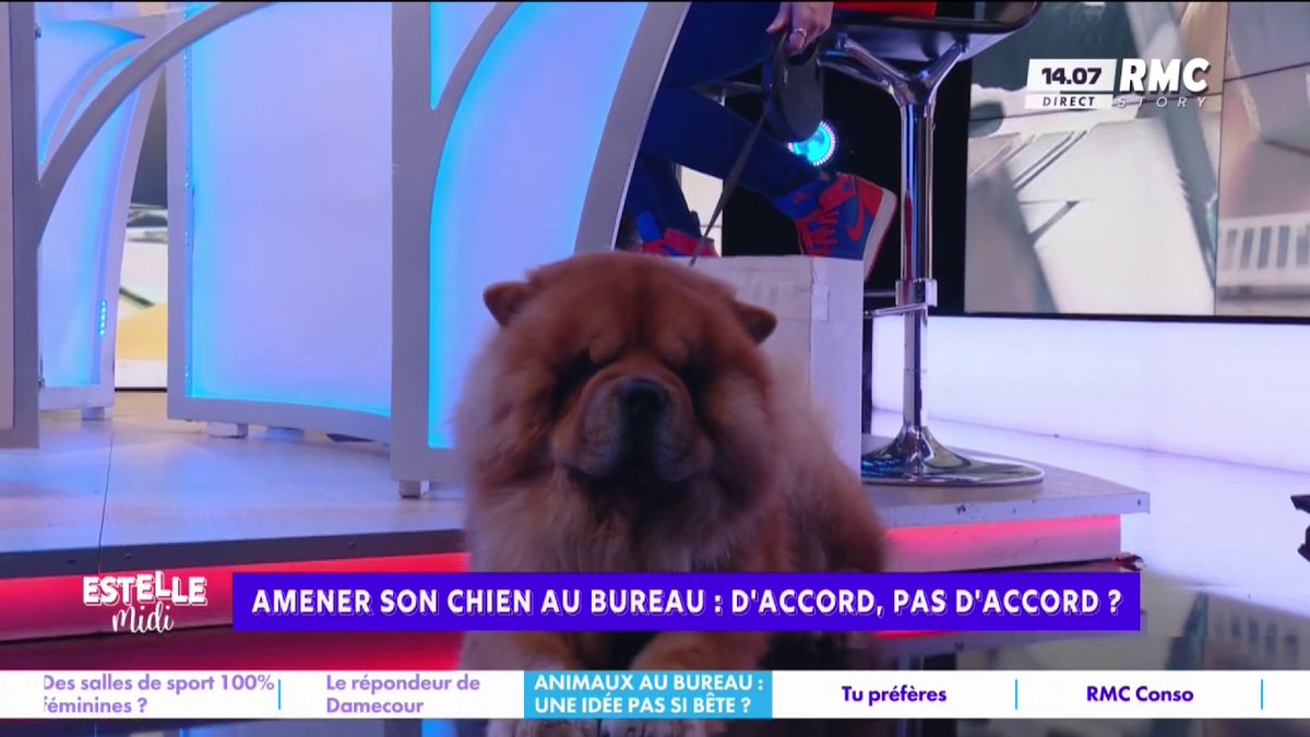 🐶 Un nouveau chroniqueur dans l'émission ! 😍 Dodu, le chien de Carine Galli fait son entrée sur le plateau #EstelleMidi