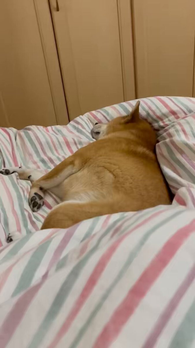 わたしの足を枕にして寝てる犬にワァウ💢されずに布団から抜け出せるでしょうか…… 優しく歯をあててくるだけだから安心して下さい 散歩に行ってきます🐕