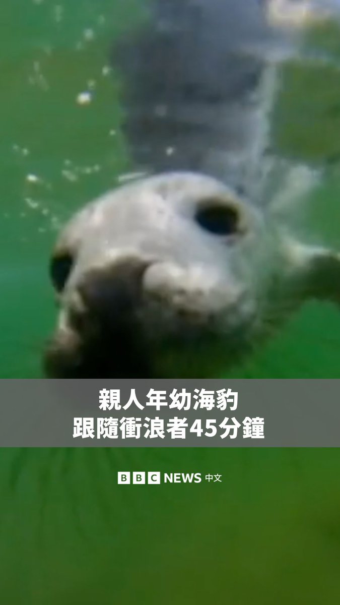 来自英国西威尔士的盖辛·罗兰兹因野生动物船长的工作，经常与海豹相伴。但近日冲浪时，他遇到了一只年幼海豹，不断跟随着他大约45分钟，亲近人类的程度让他十分惊讶。即便如此，他仍呼吁人们在野外不应随意接近海豹。