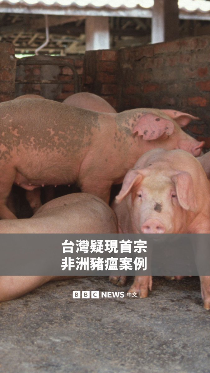 台湾台中周三（10月22日）一处养猪场检出“非洲猪瘟”病毒阳性反应，目前被列为疑似病例，并正在进行病毒株分离，以确认是否为首宗确诊案例。 该养猪场从10月10日陆续出现猪只死亡，截至20日累计死亡117头。为防止疫情扩散，当局已预防性扑杀195头猪只。