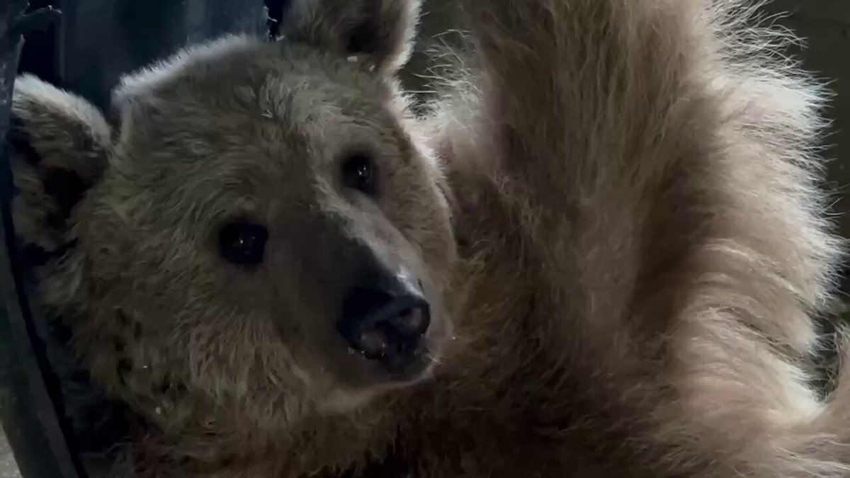 Living the bear necessities with Amy 🐻💤 … when your sanctuary comes with a built-in tire swing lounge. Work hard, relax harder. Current mood: hibernation practice.