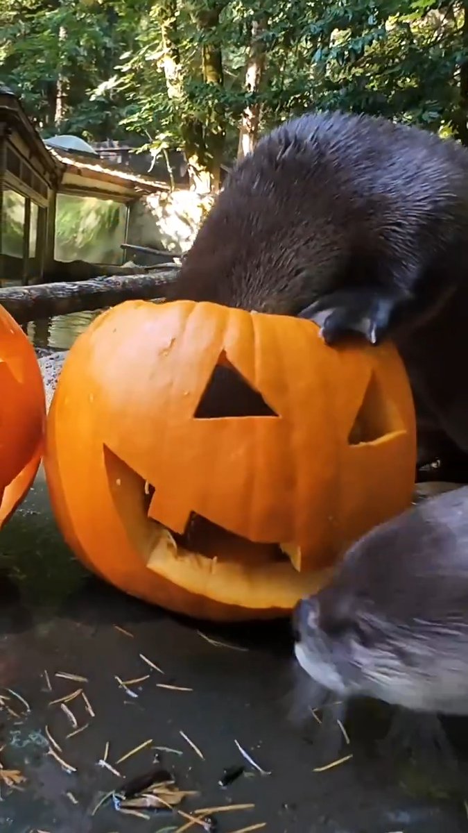 you otter see this 🎃