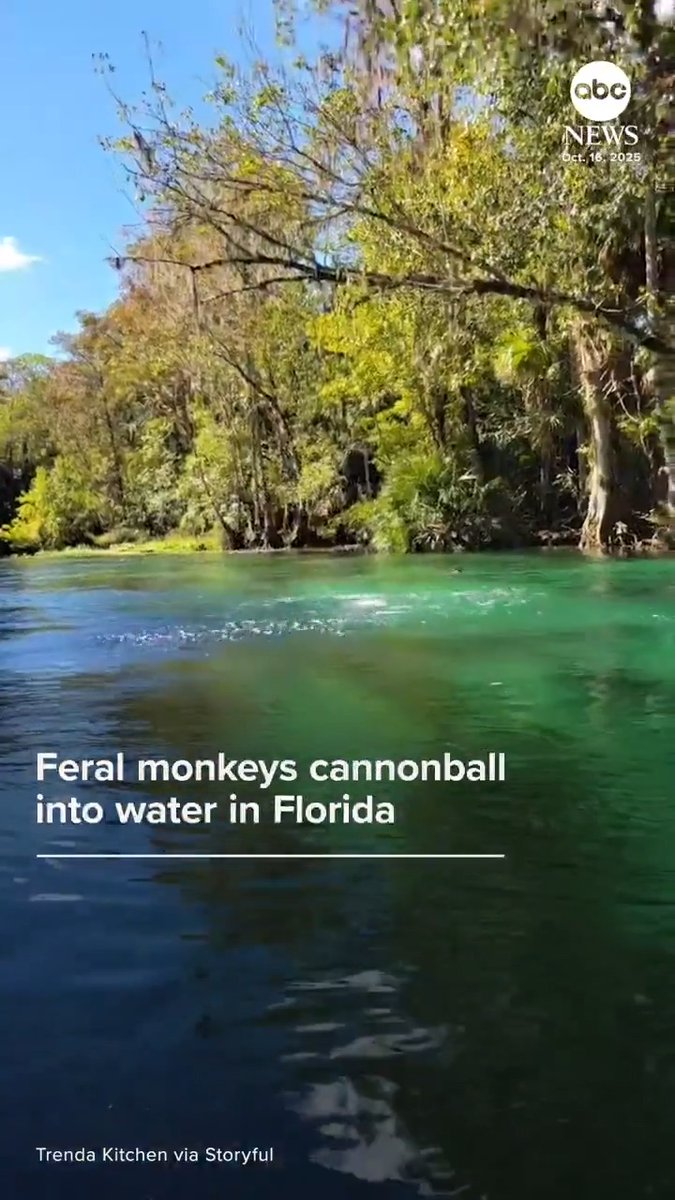 "It's raining monkeys!" A kayaker's outing in Florida was interrupted by dozens of feral macaques leaping from trees and splashing into the water at Silver Springs State Park.
