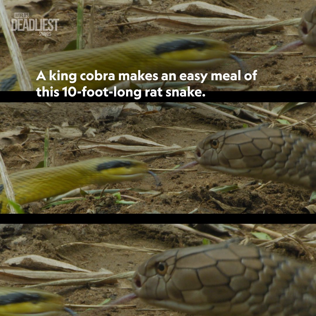 You are what you eat... literally 🐍 King cobras feed on other serpents like this rat snake with ease—they even make a meal out of other king cobras. #WorldsDeadliestSnakes is now streaming on Disney+ and Hulu.
