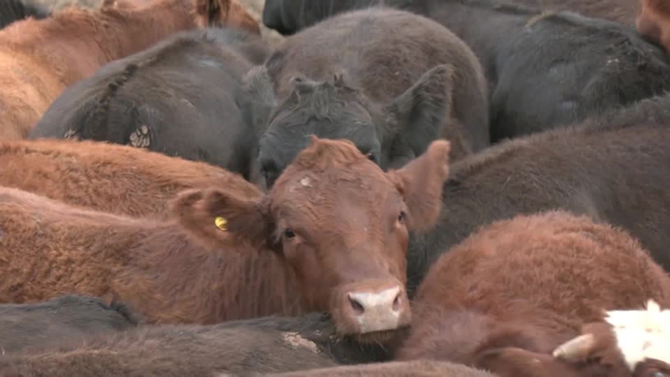 Amid record high beef prices, the US raises Argentine beef import cap, drawing criticism from American ranchers and Republican allies concerned about domestic market impact