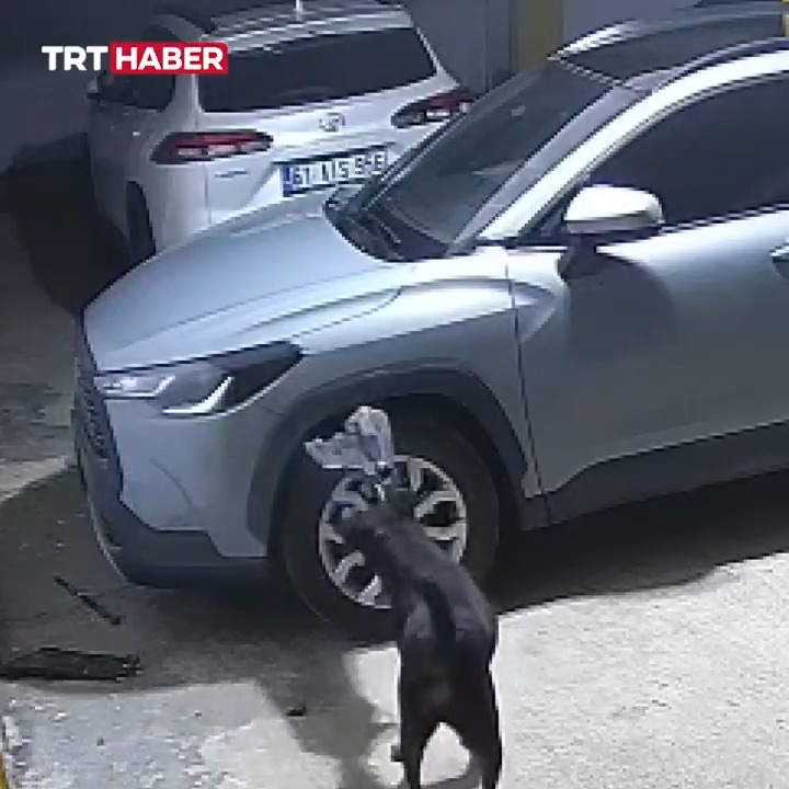 Trabzon’da otoparkta kedi kovalayan başıboş köpekler, kedinin saklandığı aracın ön kısmını parçaladı. Aracın sahibi, gerçeği güvenlik kamerası görüntülerini izleyince öğrendi.