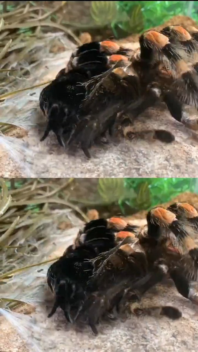Frida molted just in time for her birthday. She’ll be 16 on Halloween 🕷️