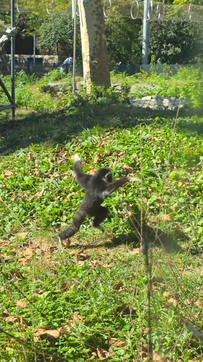 Happy International Gibbon Day featuring play time with baby Eros and the rest of our white-handed gibbon fam!🐵 While gibbons are known for their agility when swinging through trees, they're also capable of walking upright on two legs— often raising their long arms for balance!