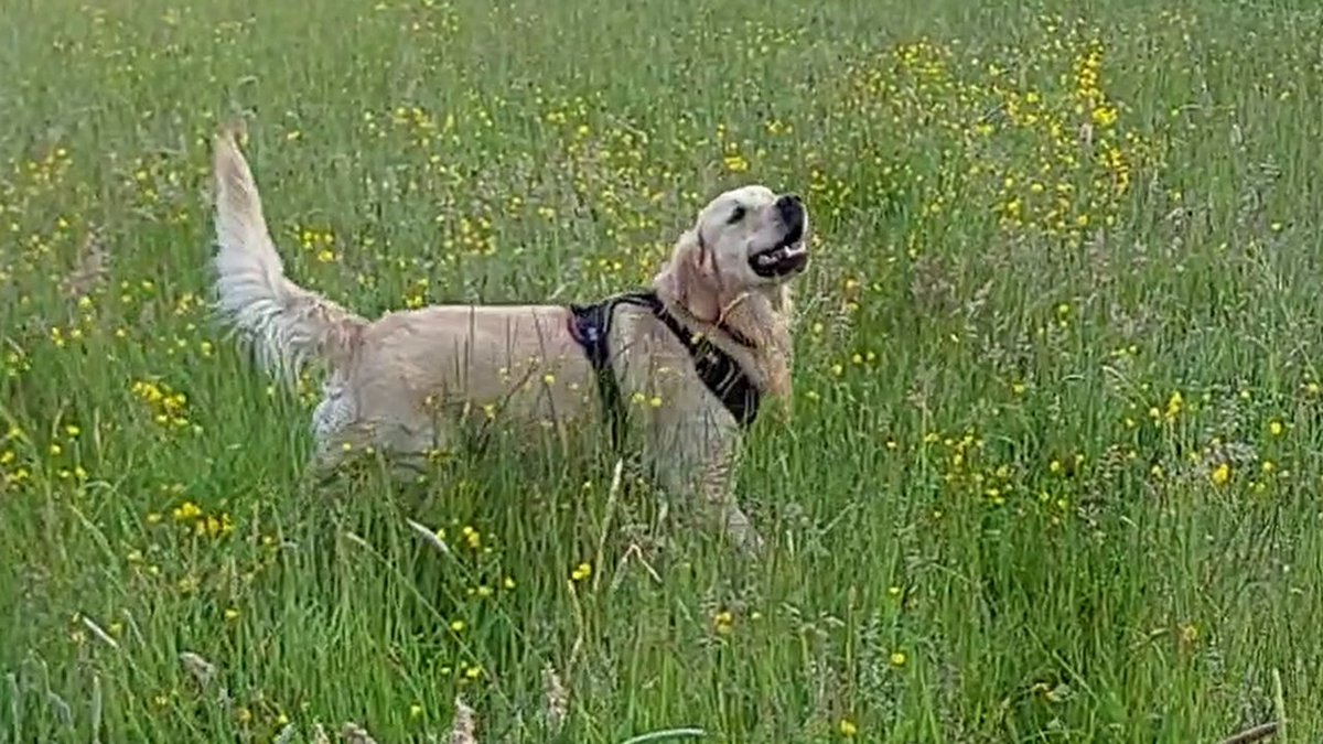 Watch the Golden Retriever Simple Life announcement trailer for this upcoming game where you can share your days with an adorable real-life furry friend, coming to PC via Steam. 🐾