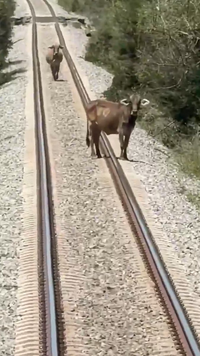 Why didn't the second cow run away? So sad