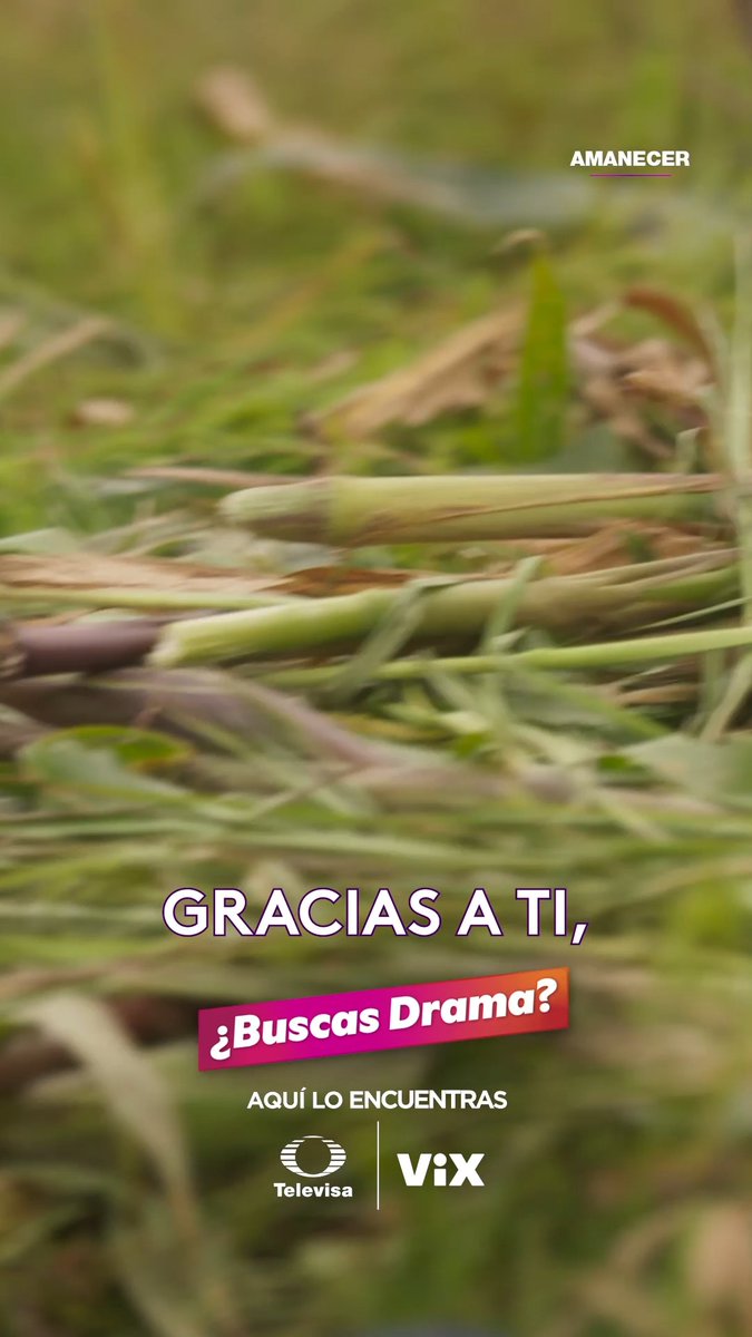 #Amanecer ¿QUE DEMONIOS FUE ESTO Y EN UN FINAL? 🤮🤮🤮🤮🤮 Emilio Osorio corriendo y celebrando como Rocky Balboa después de tener sexo con su pareja en la novela 🤣🤣🤣🤣🤣