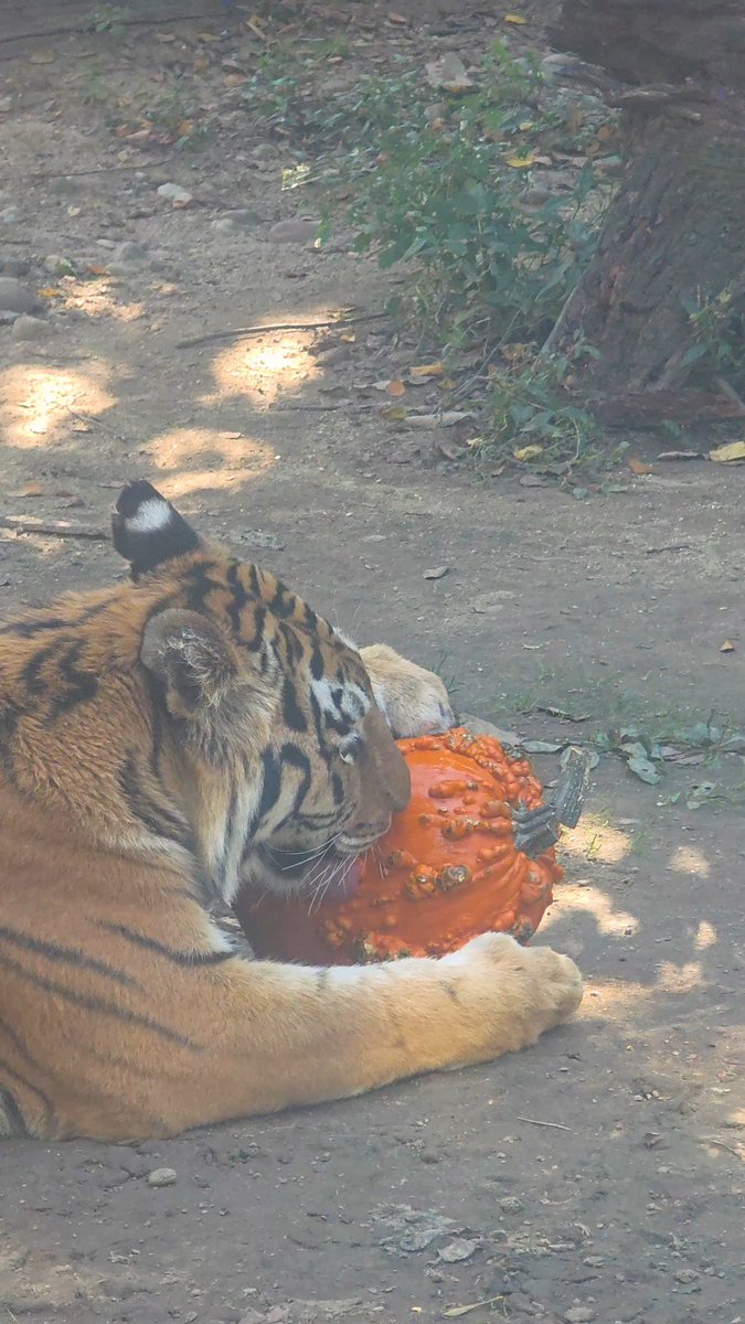 While some of the animals in our care love eating pumpkins, Rory the Amur tiger just prefers…this 😅 Pumpkins aren't just for food— they're for play, too!