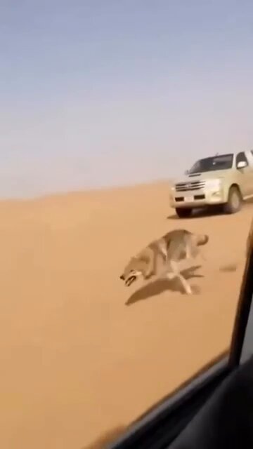 داهمهم الذيب في الغمارة 😨😱