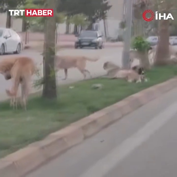 Hatay’da bir köpeğin çocuğu kovaladığı anlar paylaşılırken, sokakta birçok başıboş köpek görüldü.