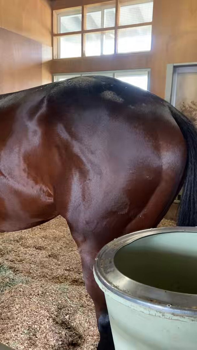 カメラロールを漁ってたら、ドウデュースのツヤピカお尻が出てきた🍑✨ 去年の10/24撮影なので、ほぼ1年前！天皇賞・秋ウィークに撮りました🙂‍↕️ 再掲ですが、こんなんなんぼあっていいですよね？！また載せます📸 #ドウデュース