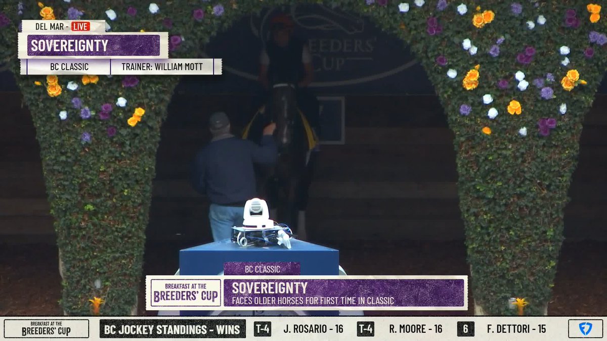 Sovereignty is getting a feel for the @delmarracing paddock this morning.