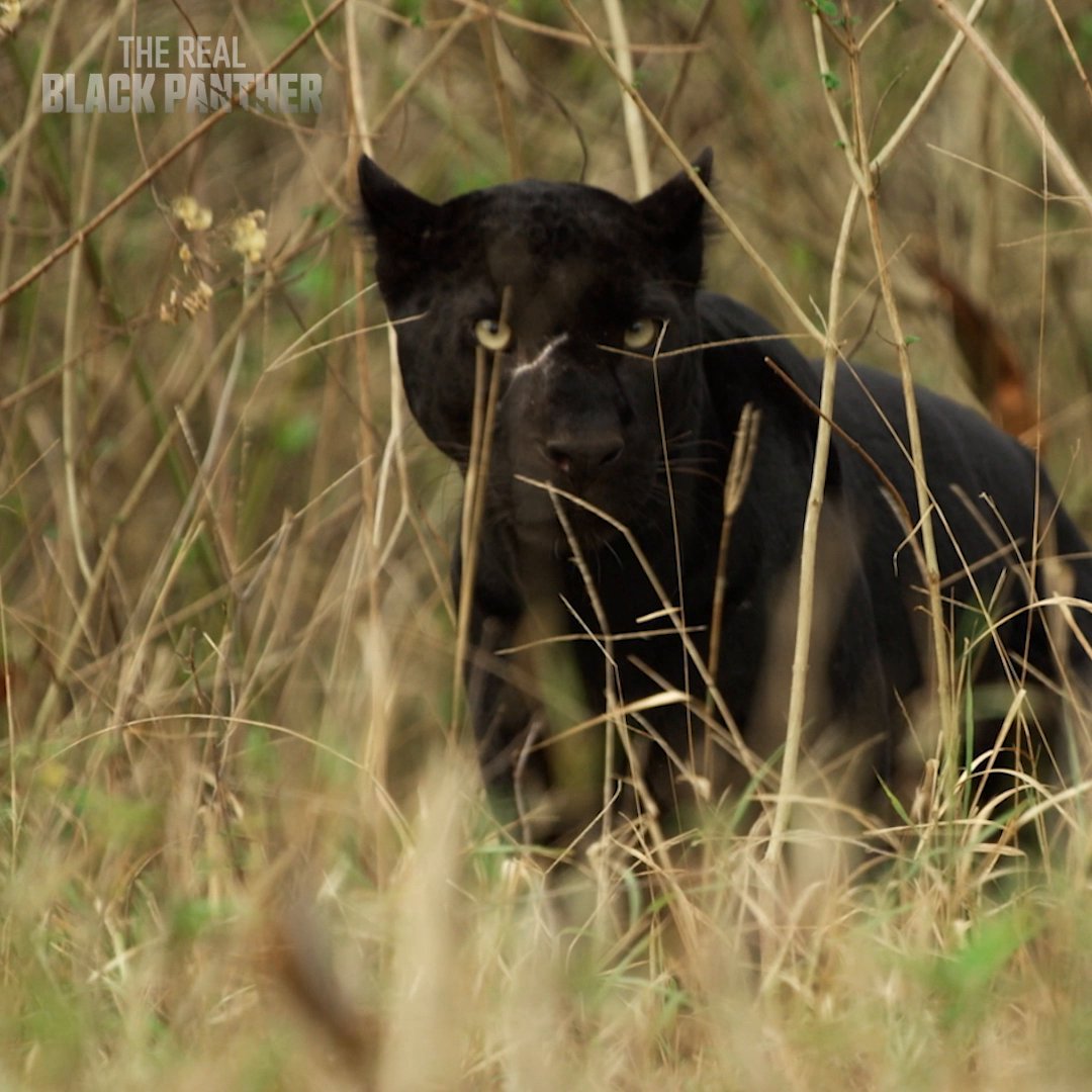 Forget ghosts and goblins! The real icons of Halloween prowl on four paws. 🎃🐈⬛ The beauty of the black panther, an umbrella term referring to any big cat with a black coat, is on full display in the Kabini Forest of India. #TheRealBlackPanther is now streaming on Disney+.
