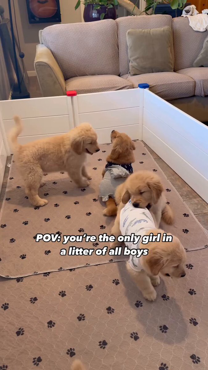 When you're the only girl in a litter of all boys..she knows she's a princess..🐕🐶🐕👸😅 📹maizey_daze