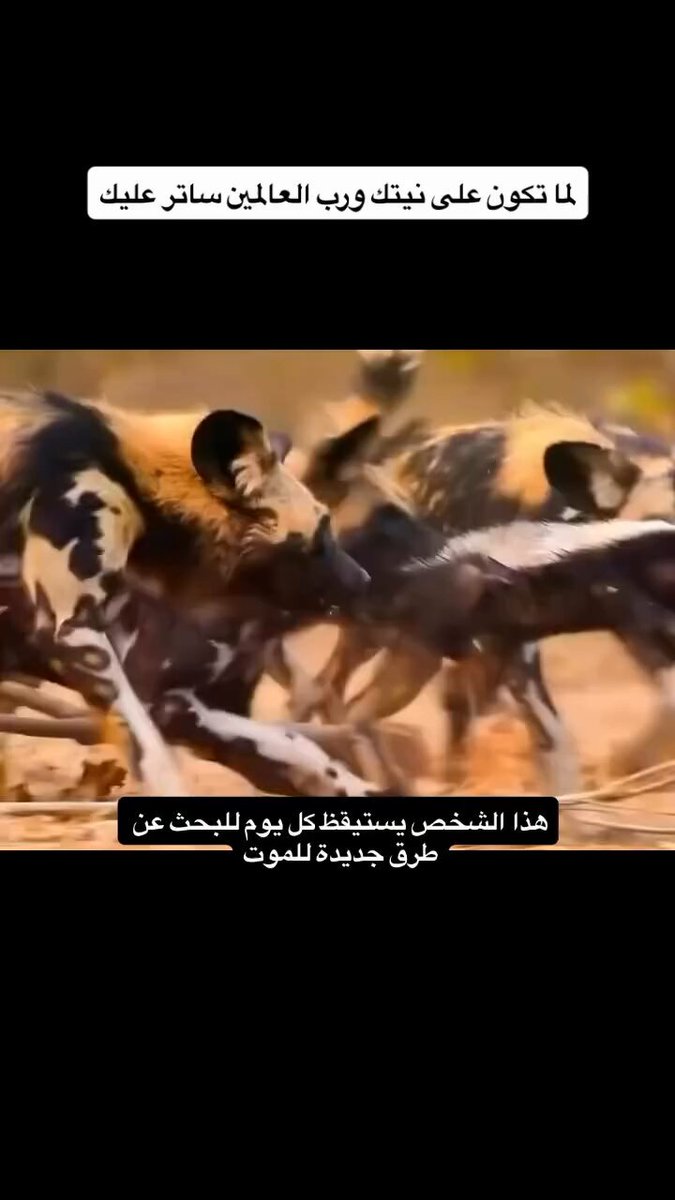 حياة غرير العسل في أسبوع