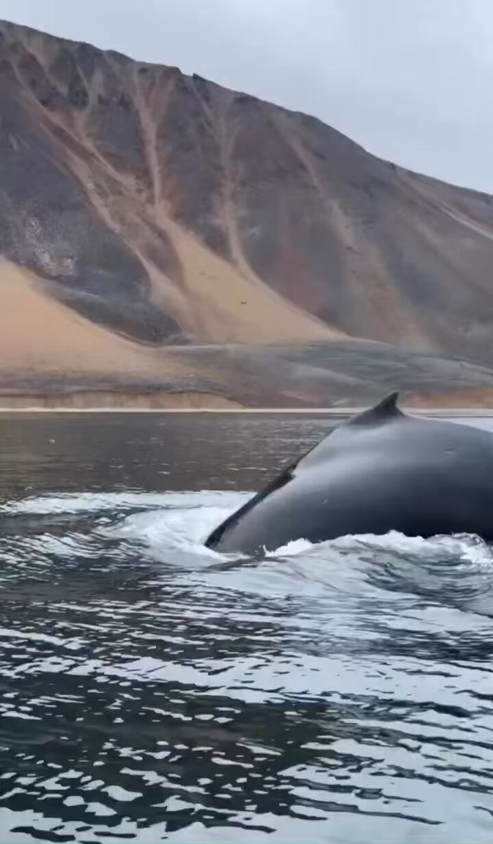 How beautiful! Humpback whales in Chukotka. Wrangel Island.