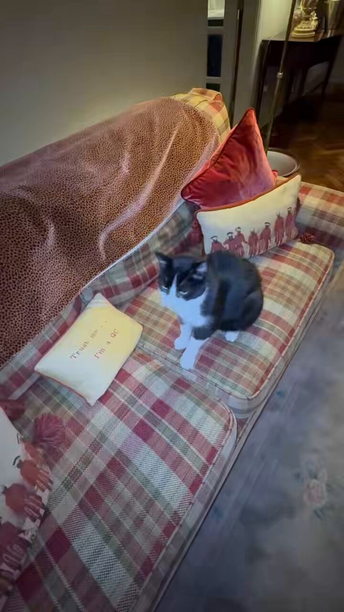 Update on Theodore …. Thank you so much from us and Theodore for all your good wishes. When we adopted him we knew he had a heart murmur. It’s not any worse since his last scan. Next scan … 12 months. He’s a very good boy. Thank you all again.