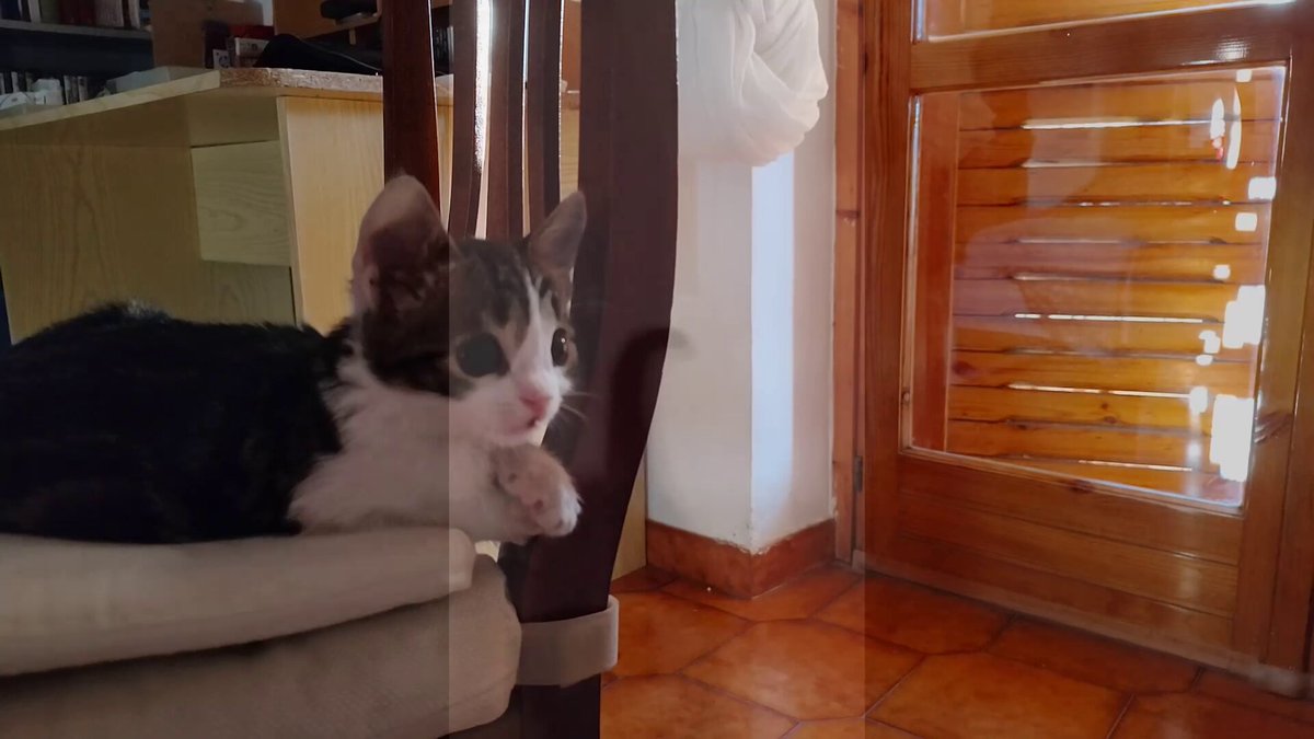 ieri ha compiuto 3 mesi. 7 minuti dedicati a #Trilletta... a questo piccolo angelo che è entrato nella mia casa in silenzio, con la delicatezza di un soffio di brezza per regalarmi la forza di affrontare ancora la fatica del vivere. il valore del suo affetto è inestimabile, la sua presenza nei miei giorni è un dono inatteso. piccola creatura distante da tutto il male del mondo.