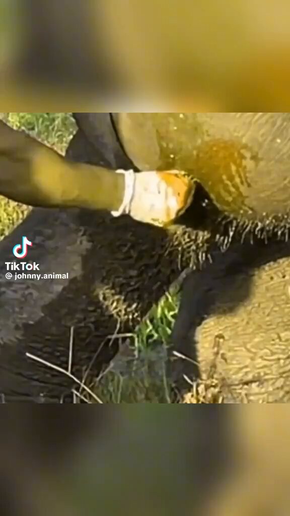 God Bless these Veterinarian’s 🙏 Can’t believe the Elephant just stood there and let them do this 😳