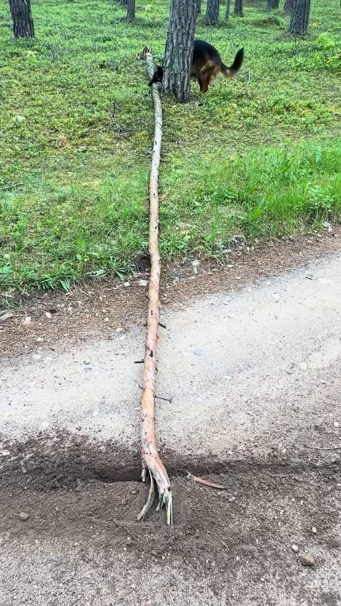 Stick is a stick, no matter the size..🐕‍🦺😅