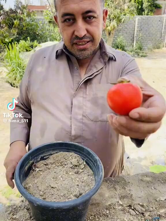 طريقة زراعة الطماطم بالبيت..