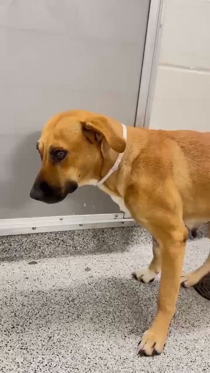 💔🐾SUNNY #A643941 Dumped 9/26 without puppies 🚨At risk TB☠️10/29 2yrs 🏥HW+ She’s trembling in fear 😢 Loves people &amp; other 🐶 Please #PLEDGE #FOSTER #ADOPT Harris County Pets 612 Canino Houston #TX #NoMommaLeftBehind