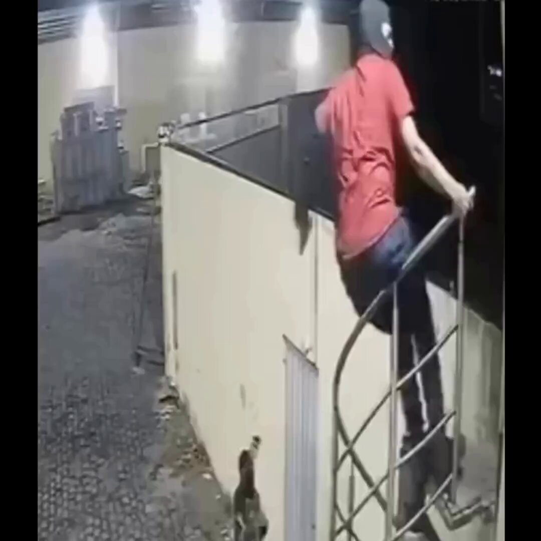 Dos chorros saqueadores de casas son sorprendidos por un dueño bien arm4do 💀⛓️