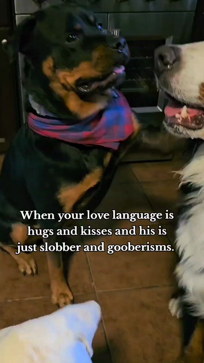 I don't know why there's so many posts about this couple? Doesn't E! News and the rest of the media know that Bernoulli and I are Canada's new power couple? We're making the world a better place, one woof at a time. #Chesnoulli #DogsOfX