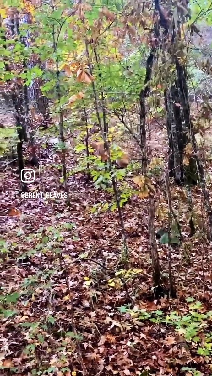 Rare footage of a mountain lion captured by a deer hunter in Pike County, Arkansas. The cat napped by the hunter for 20 min. What an incredible experience! 📽️Brent Reaves #FindYourAdventure #outdoors #hunting #mountainlion #