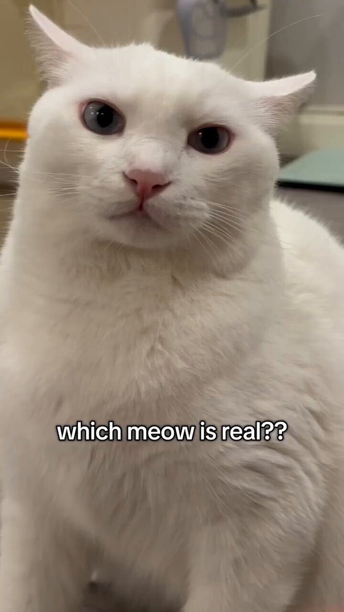 Which meow is real??