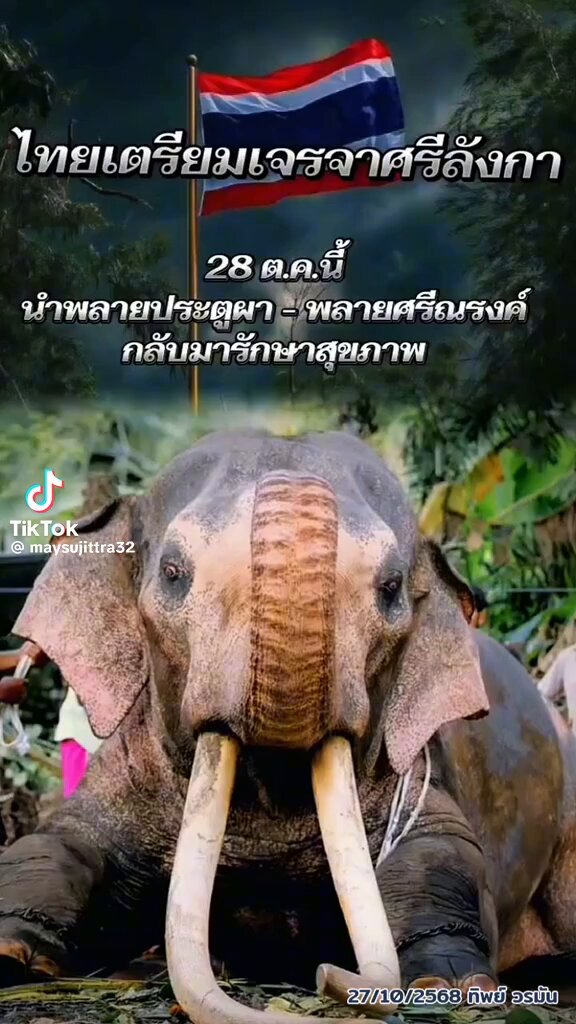 อยากให้ทุกคนช่วยกันดันเรื่องนี้🙏พาพ่อพลายทั้งสองกลับบ้านเรามาให้ได้ทีเถิด😭 #ทวงคืนช้างไทย