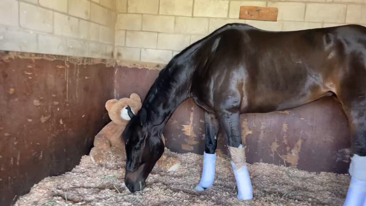 Dorth Vader and her 🧸 Teddy Bear Ewok! She’s stunning.