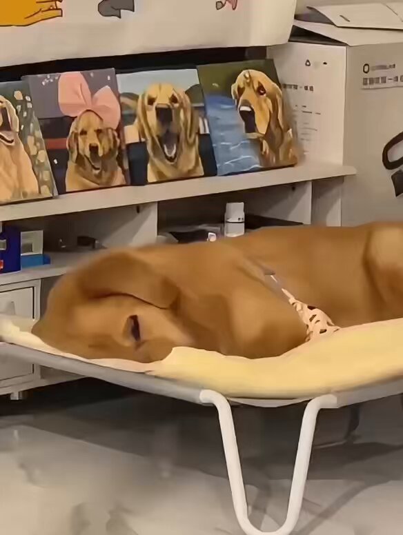 Hilarious grumpy doggos waking up from nap 😂