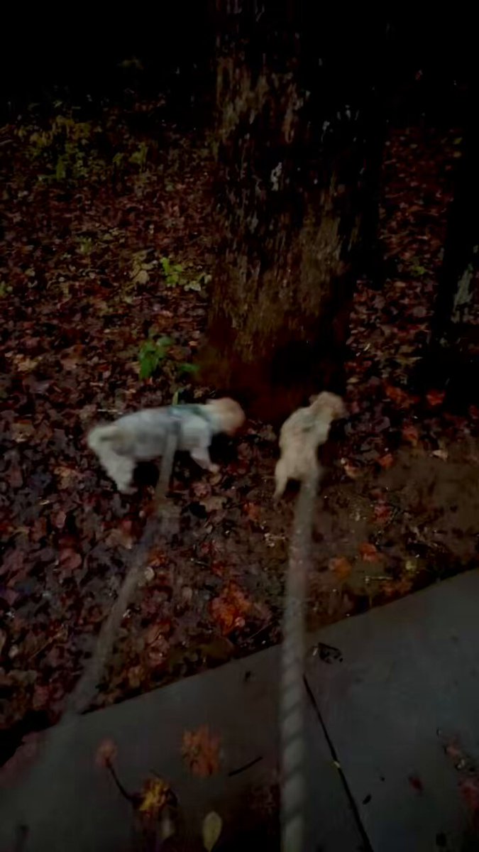 Pups drug me out of the cabin for their daily walk this evening 🌙🌧️🍂 🐾 Whisky is on a mission to pee in every state at least once 😜😅 ✔️ Georgia