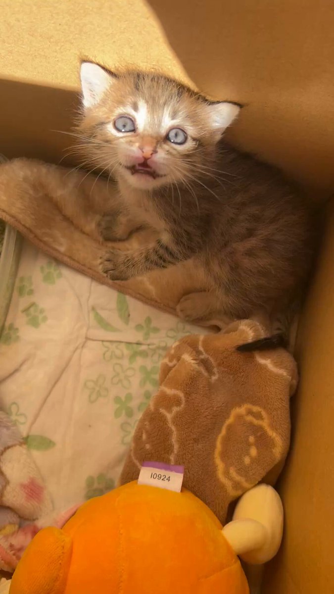 かあしゃん⁈おはようっっもう起きたでち‼︎ミルクありましゅか⁈🍼🎀