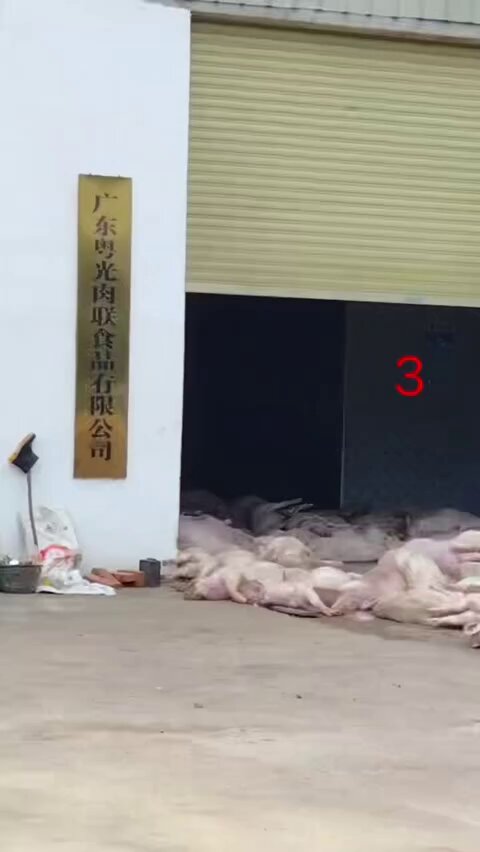 10月27日，广东罗定，一网友发布视频称，当地一家肉联食品企业堆放了大量死猪，疑似从外部收购后用于加工。27日，相关部门证实，视频中所反映的情况确实发生在罗定市素龙街道辖区，目前已开展调查和处置工作。 罗定市农业农村局兽医与屠宰管理股工作人员回应称：“那批死猪已经按照规定进行了无害化处理，没有流入市场目前来源正在追溯。