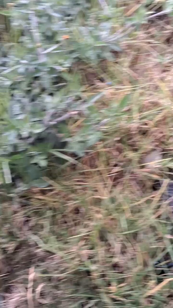 #ATENCIÓN. En la tarde de hoy 27OCT, en la loc/Suba (Bogotá), policías y vecinos protagonizaron valiente rescate luego de que mujer se arrojara al caño con su bebé. Gracias a la rápida reacción de la comunidad y a las autoridades, la pequeña y la mujer fueron rescatadas con vida.
