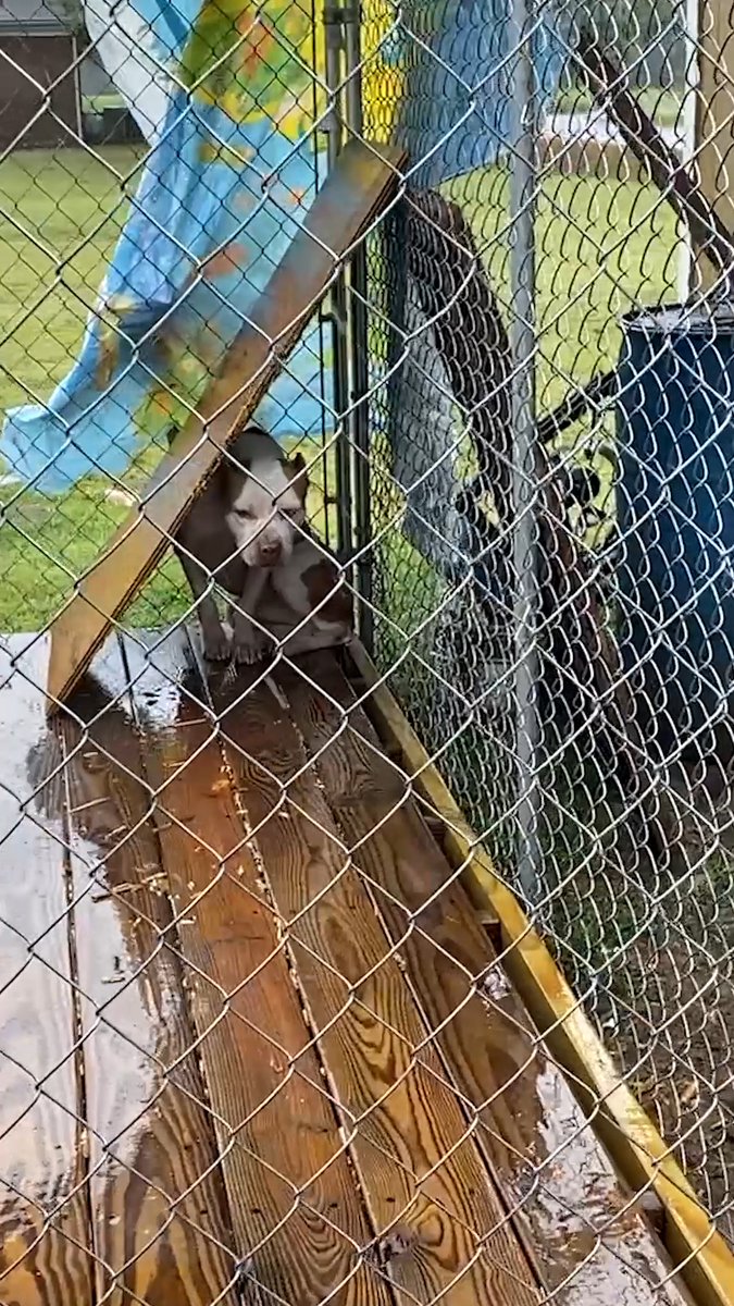 Cold and wet, he did everything he could to stay dry, but this "shelter" just wasn’t enough 💔 The only way to truly keep dogs safe and comfortable is by keeping them inside.