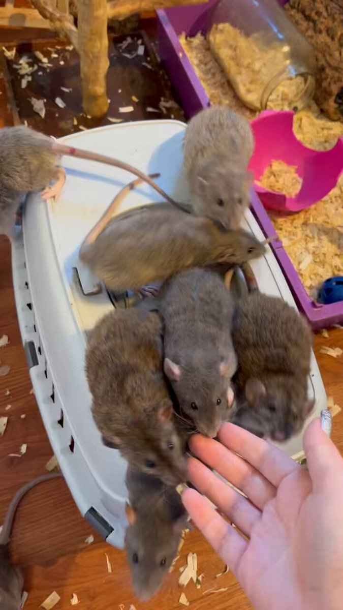 Such needy beasts. Boys are coming up 8 weeks old and will be leaving soon for new homes #aurorarattery