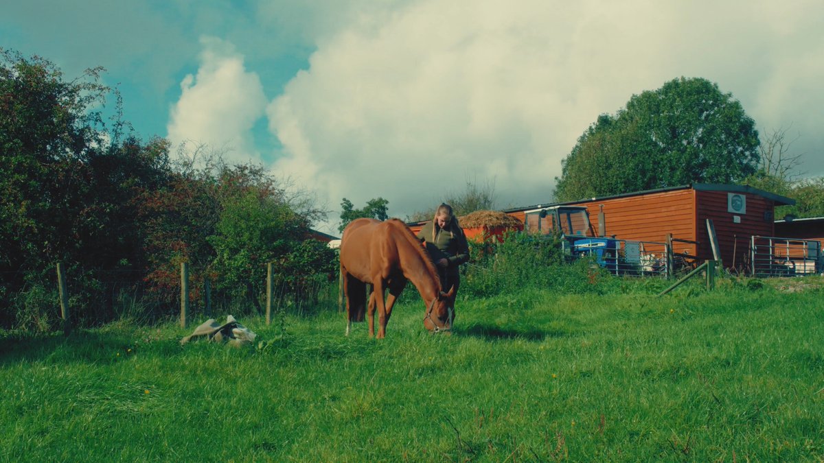 Last year, professional fireworks were set off near a therapeutic horse riding centre. Foxy was completely spooked and started kicking the walls in her stable, causing injury to her legs 💔 Call for changes to firework laws to protect animals like Foxy: