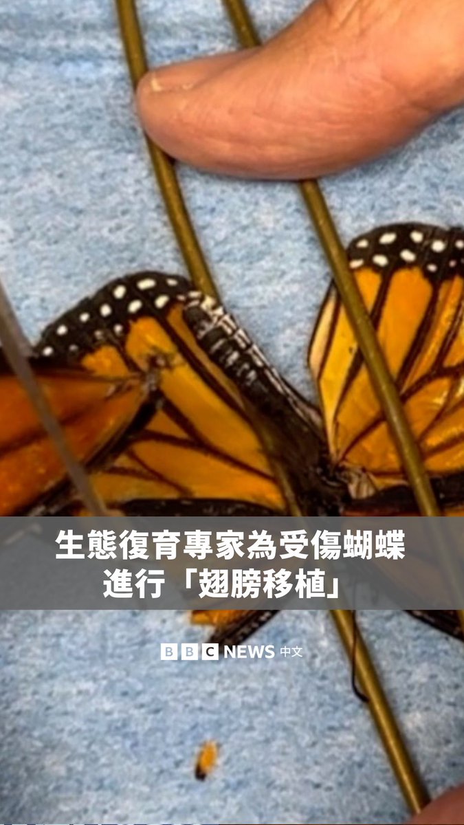 美国纽约长岛的动物保护组织“Sweetbriar Nature Center”野生动物复育专家近日为一只受伤的帝王蝶进行“翅膀移植”。 他们使用一只已死亡蝴蝶的翅膀，并将其重新移植到受伤的帝王蝶身上。团队表示，在修复治疗后，这只帝王蝶能够在冬季来临前，继续向墨西哥迁徙。